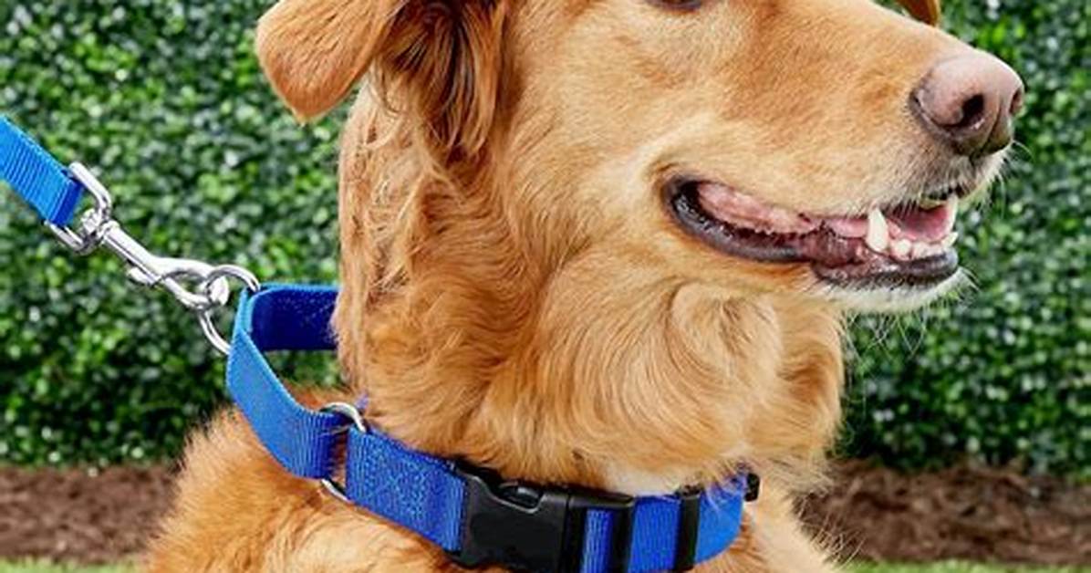 Are Martingale Collars Good?