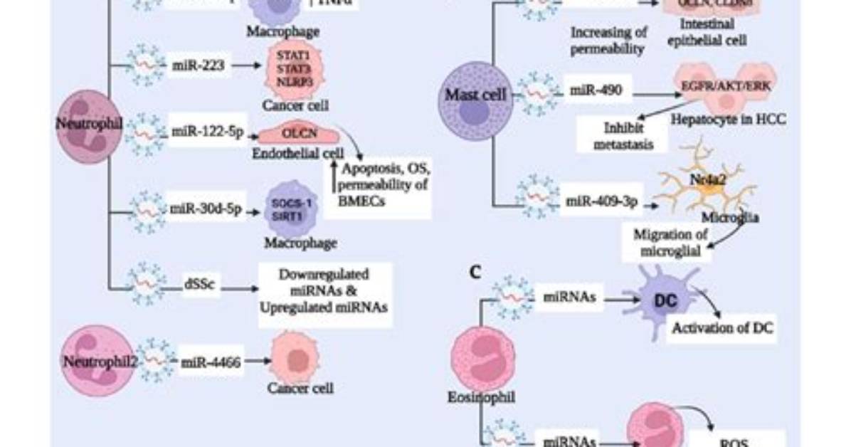 Are Mast Cells Polymorphonuclear?