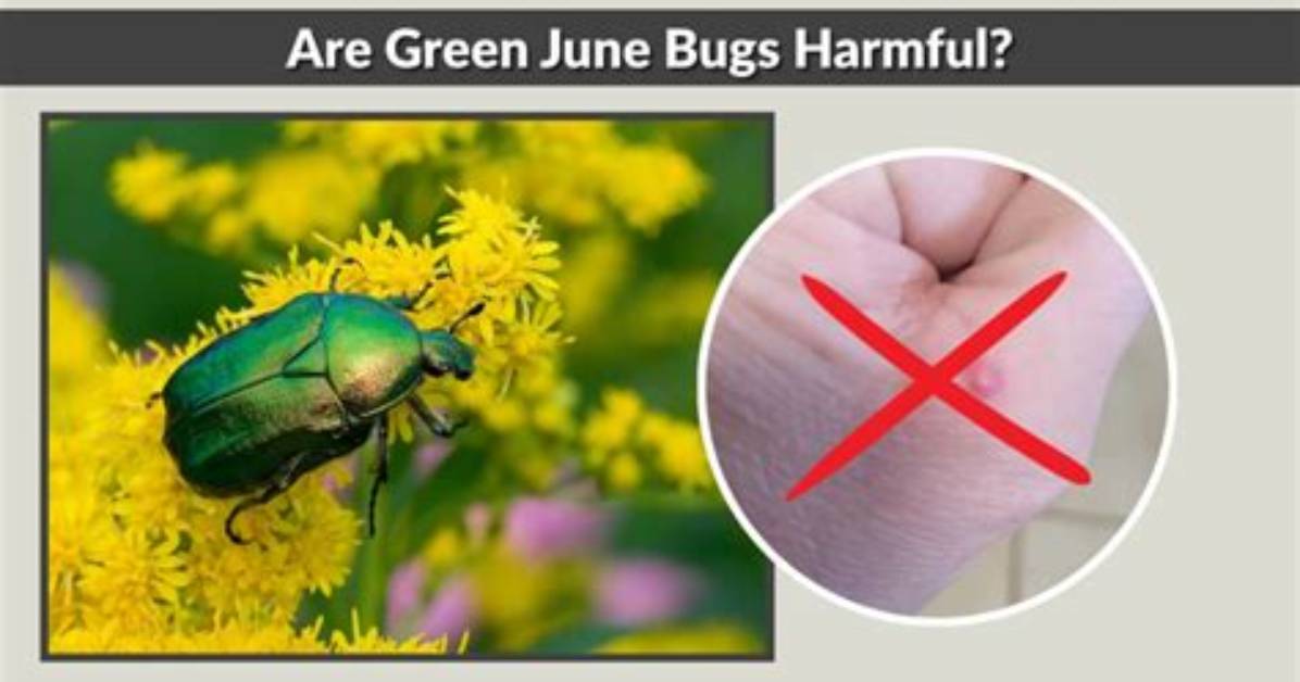 Are May Bugs Harmful
