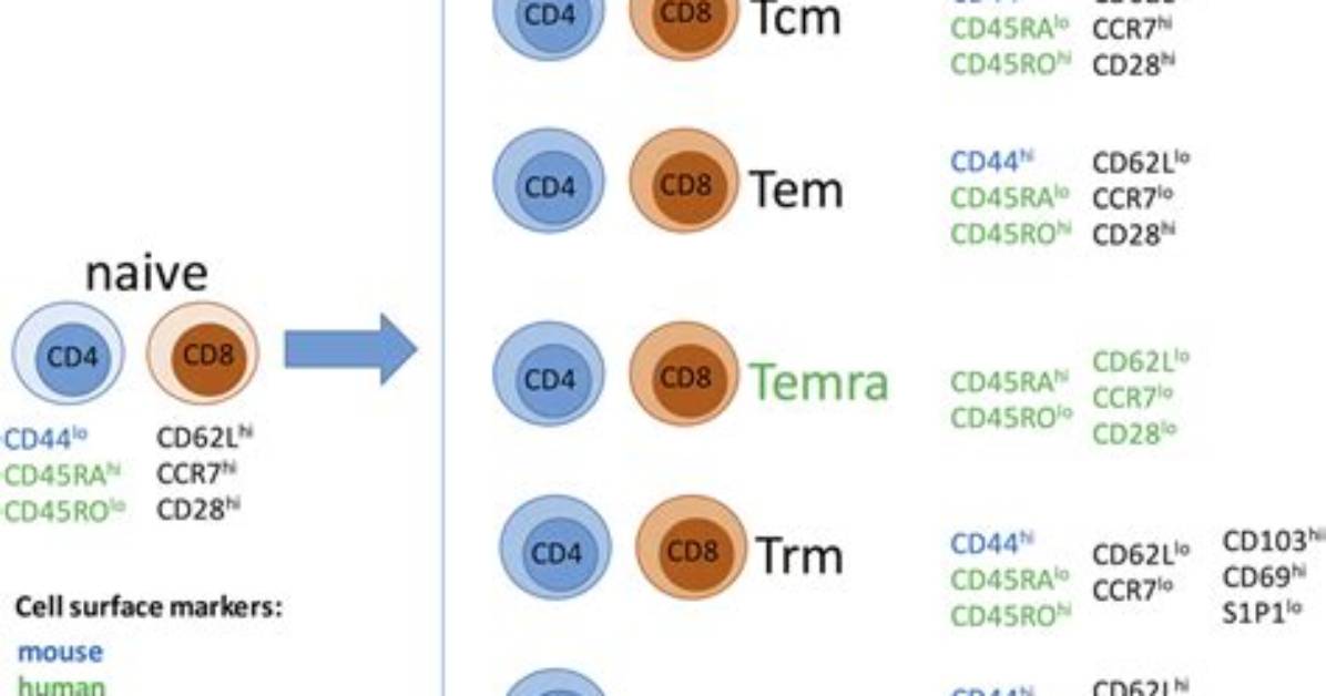 Are Memory T Cells Cd4 or Cd8
