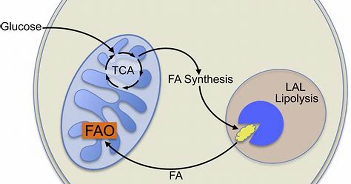 Are Memory T Cells Cd8