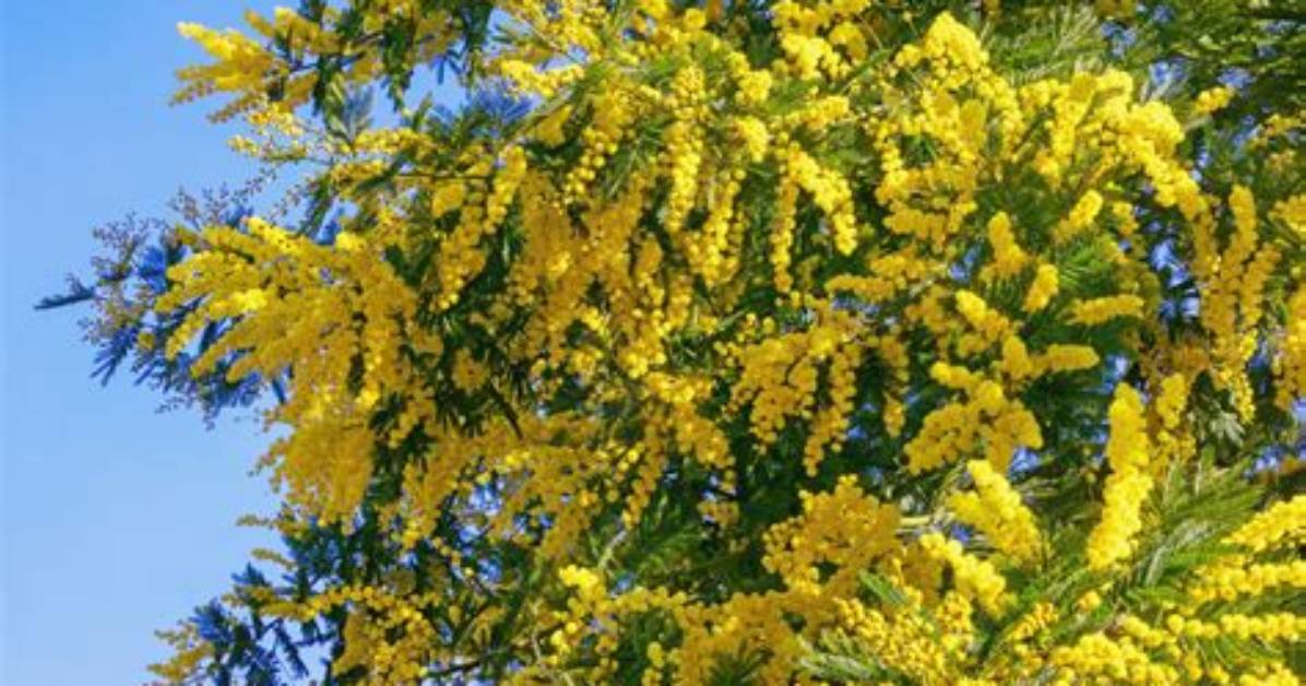 Are Mimosa Trees Deciduous