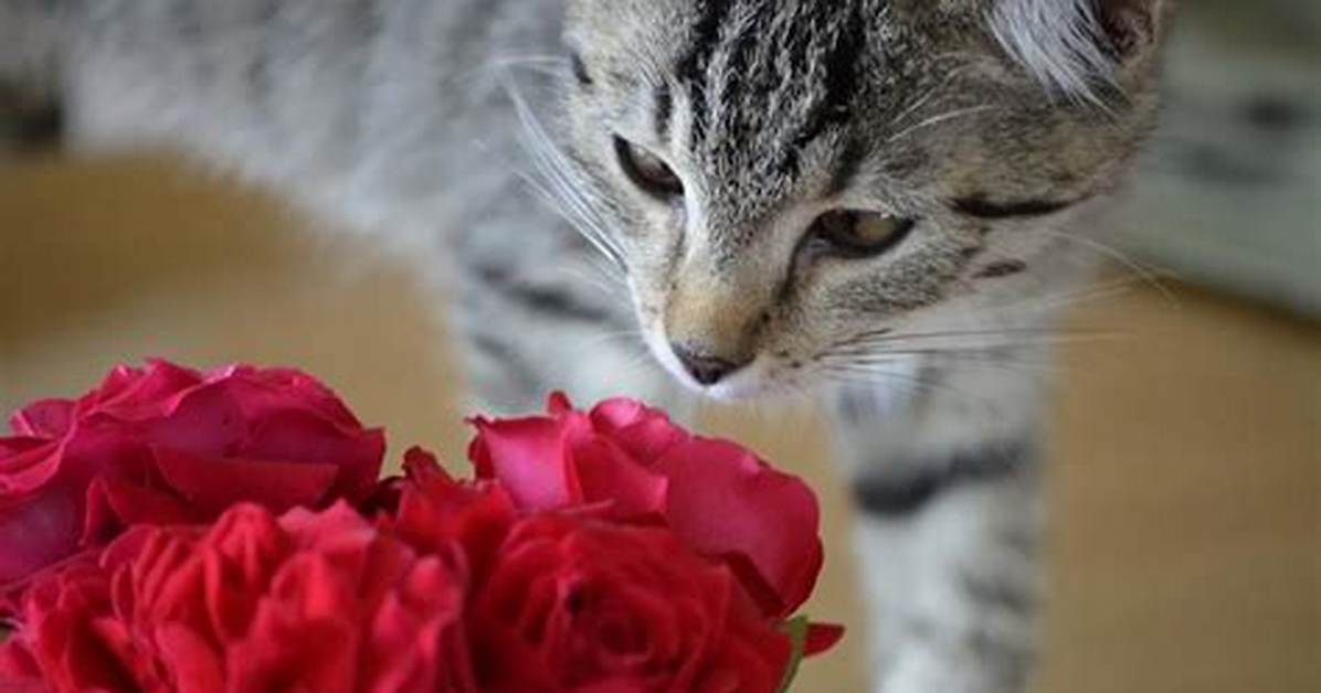 Are Mini Roses Toxic