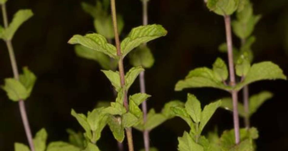 Are Mint Stems Bitter