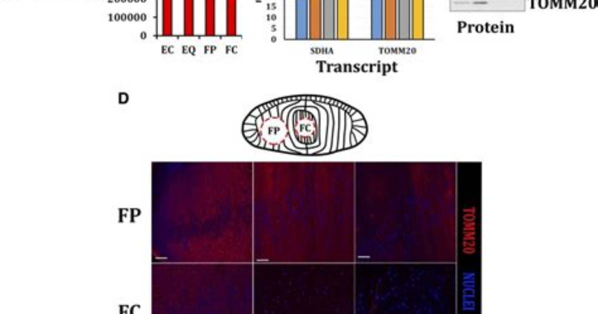 Are Mitochondrial Transcripts Polyadenylated?