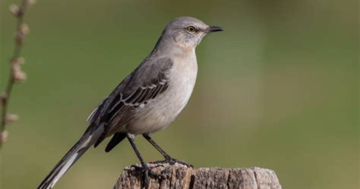 Are Mockingbirds Protected?
