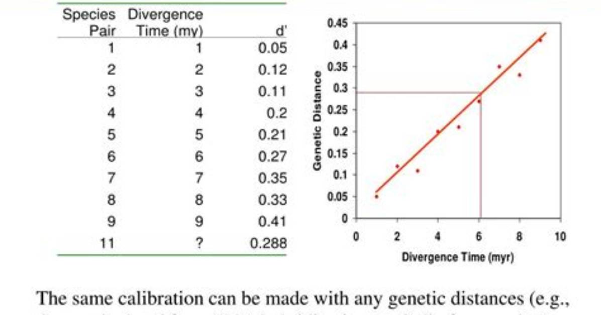 Are Molecular Clocks Calibrated?