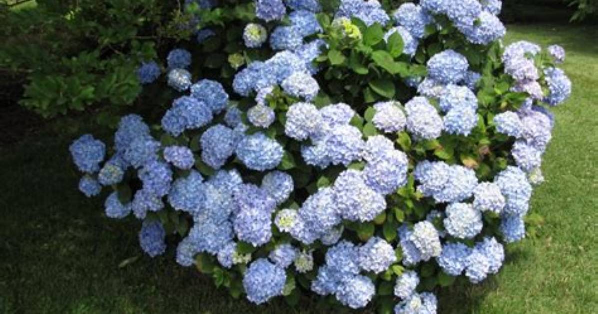 Are Mophead Hydrangeas Perennials?