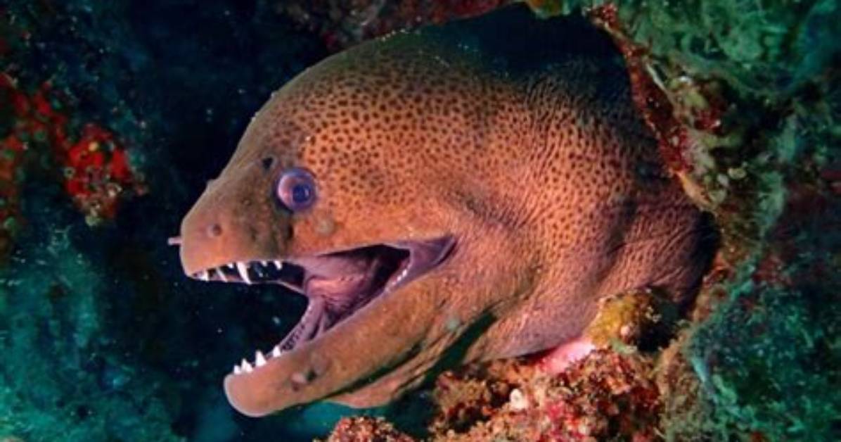 Are Moray Eels Deadly?