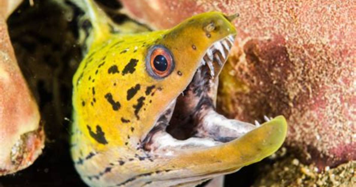 Are Moray Eels Edible?