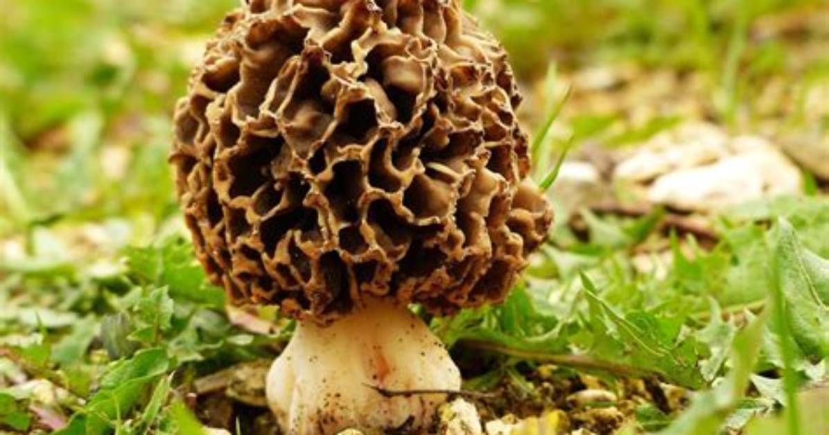 Are Morels More Profitable