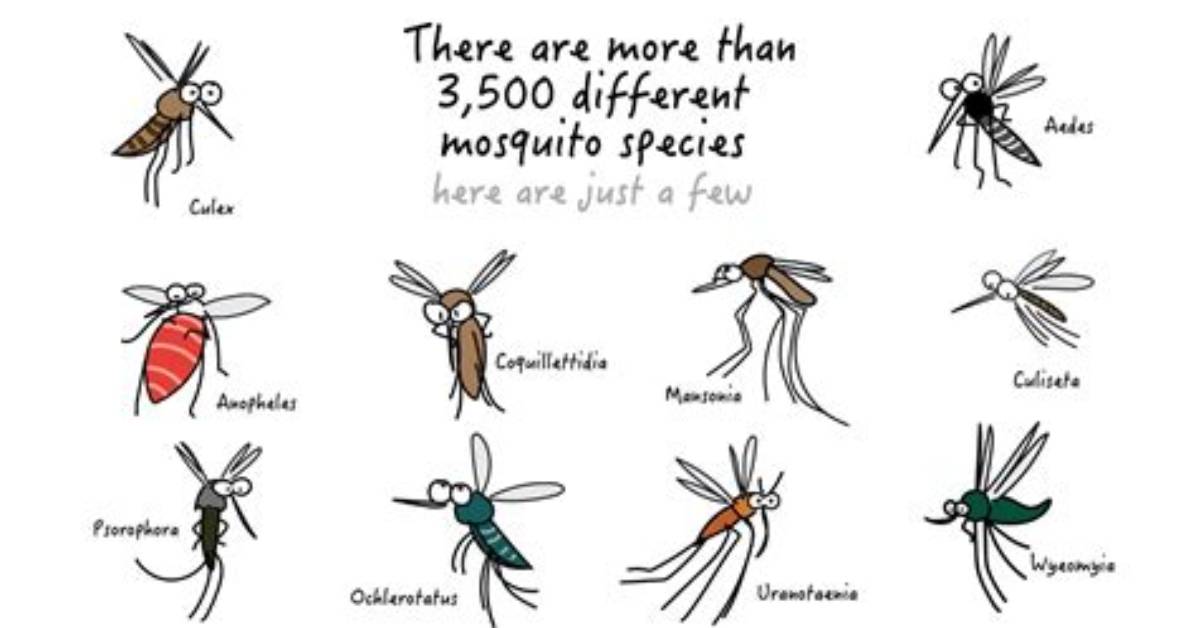 Are Mosquitoes Overpopulated?