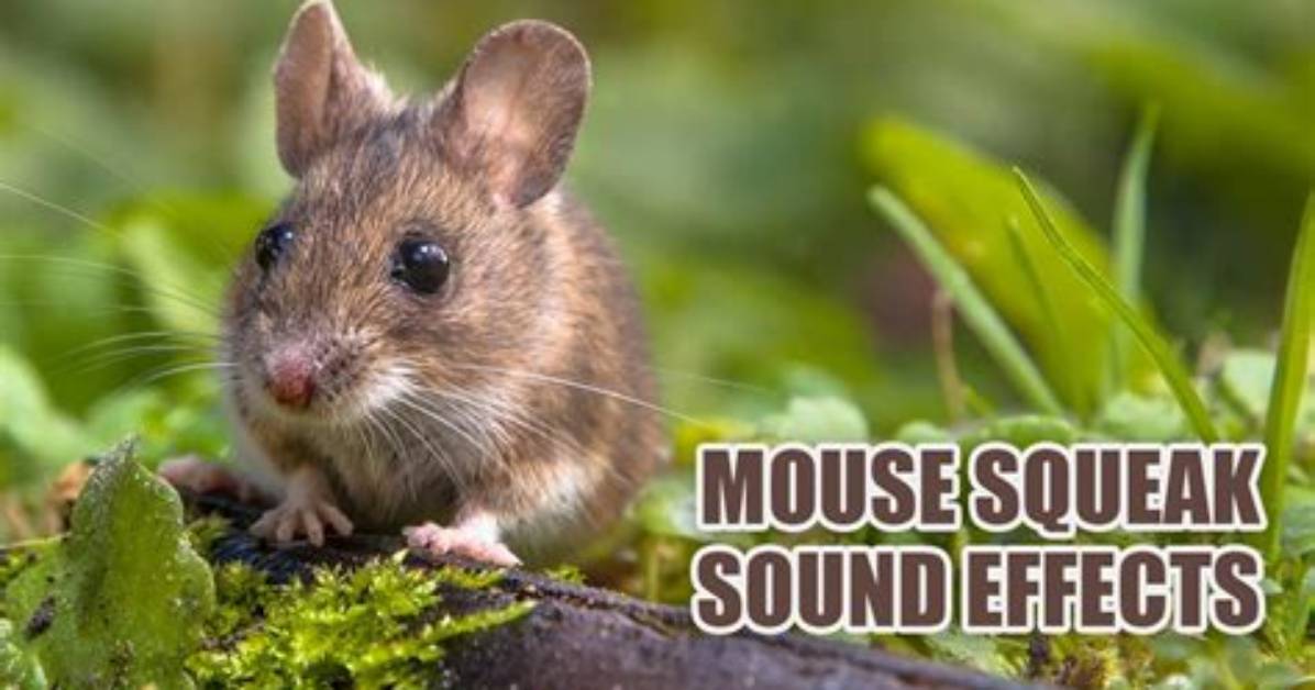 Are Mouse Squeaks Loud?