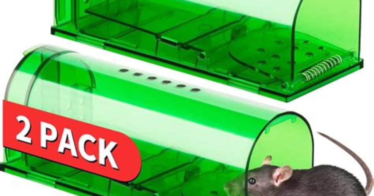 Are Mouse Traps Cruel?
