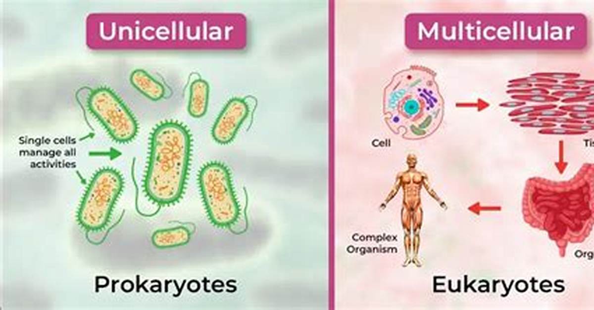 Are Multicellular Organisms Microscopic?