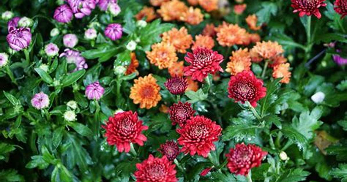 Are Mums Perennials