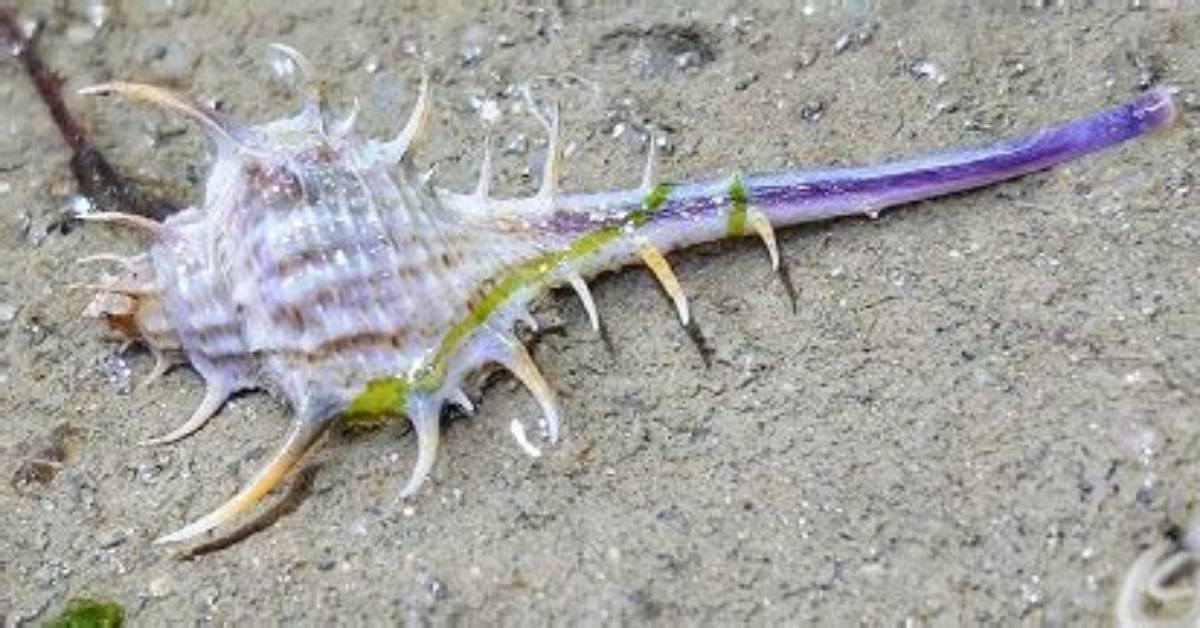 Are Murex Snails Extinct?