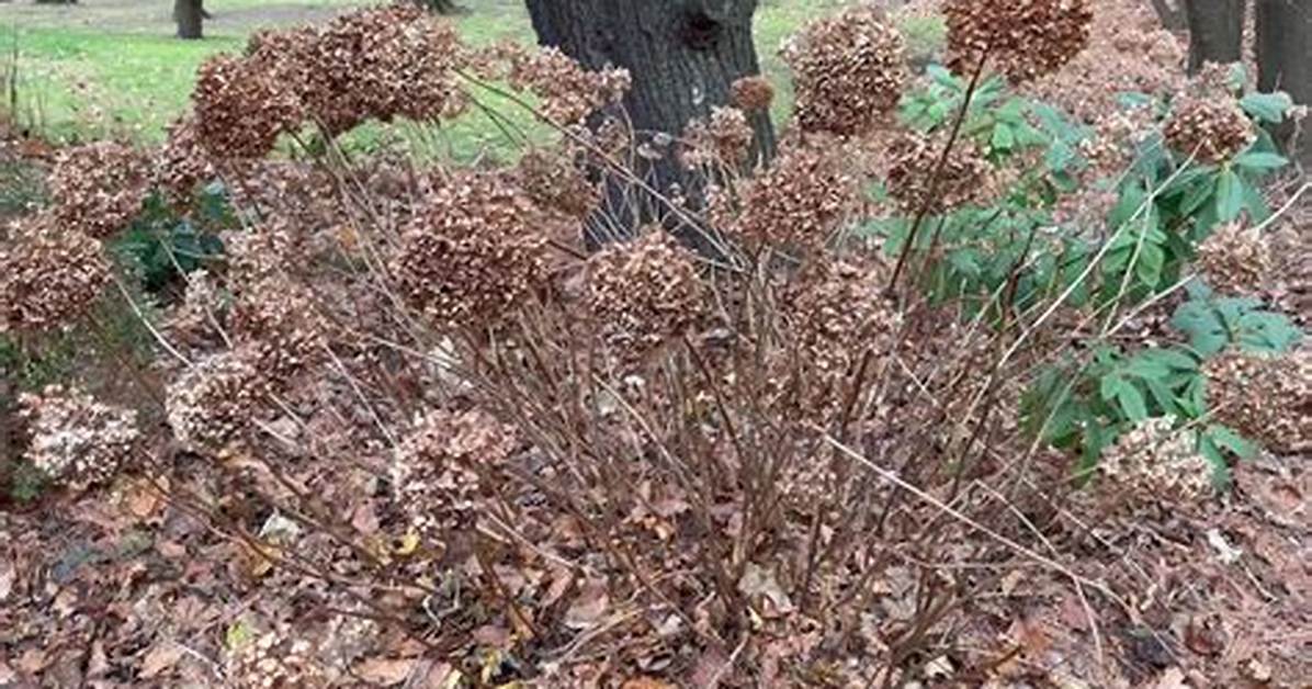 Are My Hydrangeas Dead