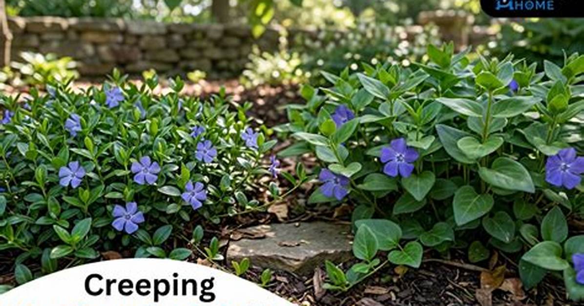 Are Myrtle and Periwinkle the Same?