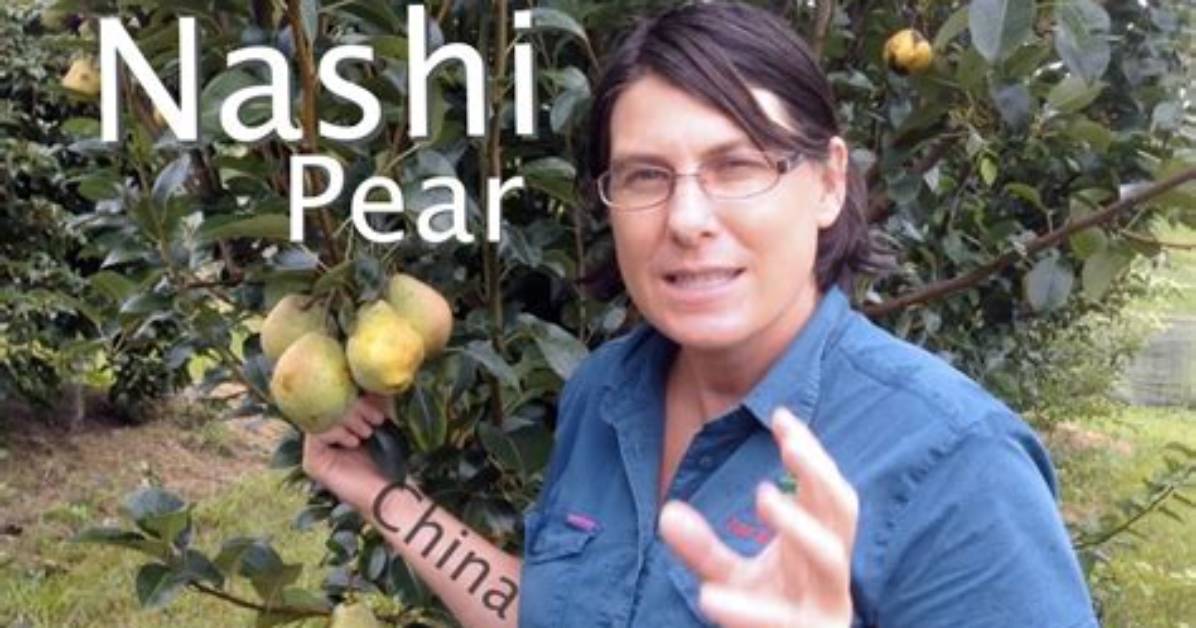 Are Nashi Pears Self Pollinating?