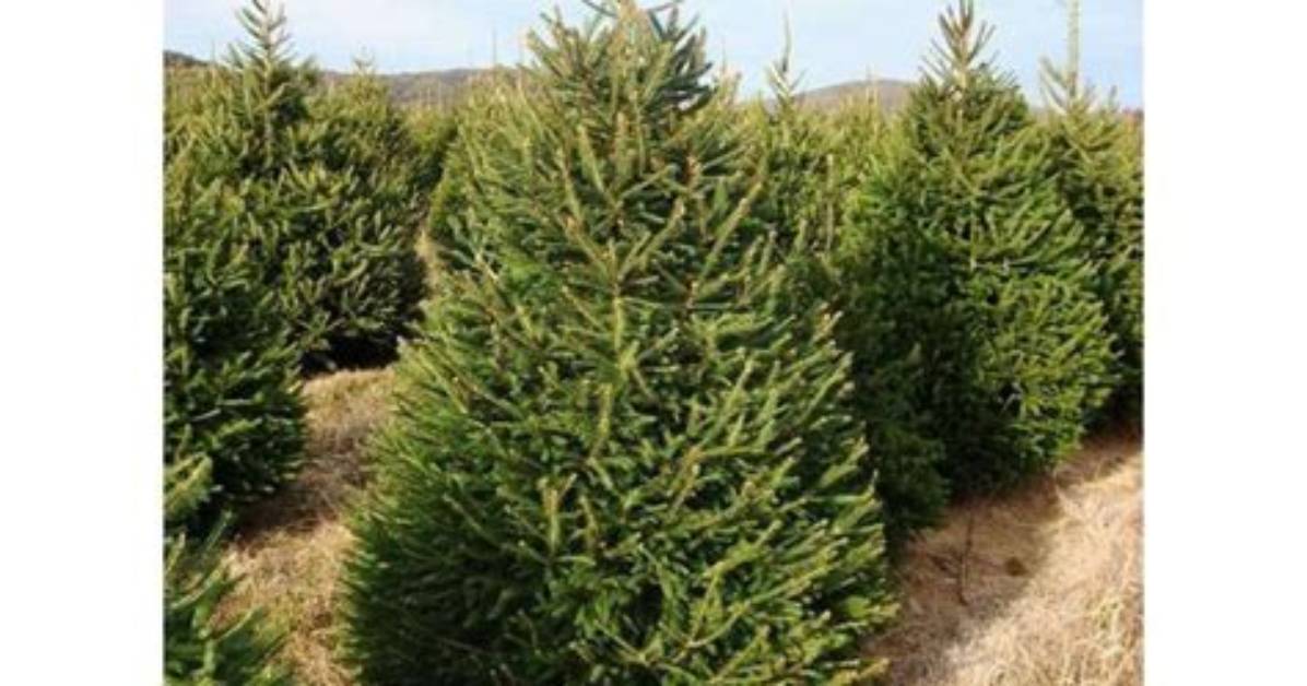 Are Norway Spruce Trees Deer Resistant