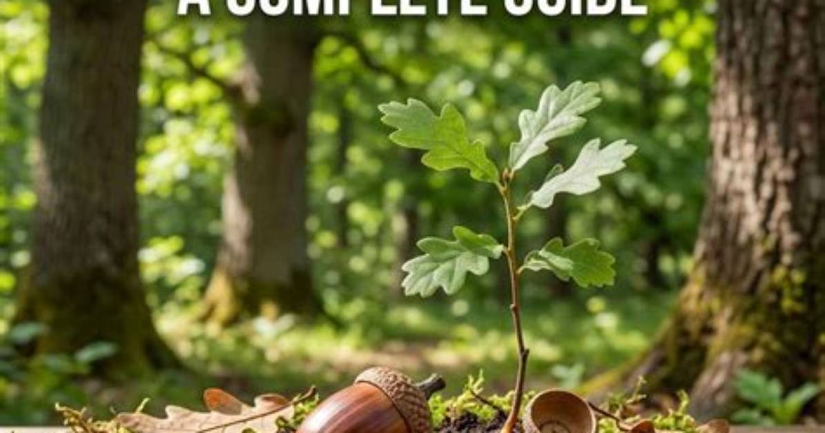 Are Oak Trees Expensive