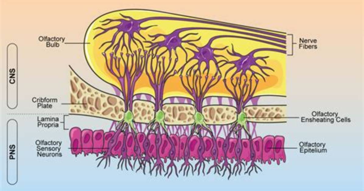 Are Olfactory Cells Neurons?