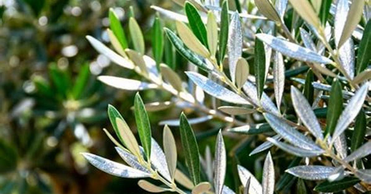 Are Olive Trees Cold Hardy