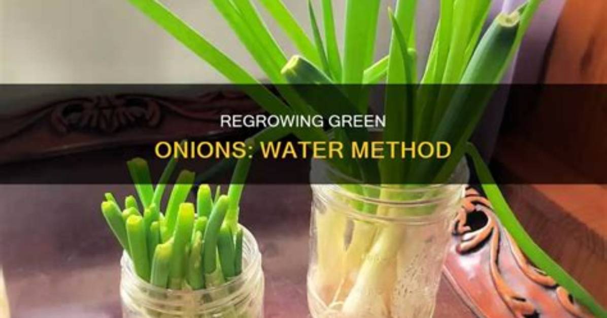 Are Onions Mostly Water