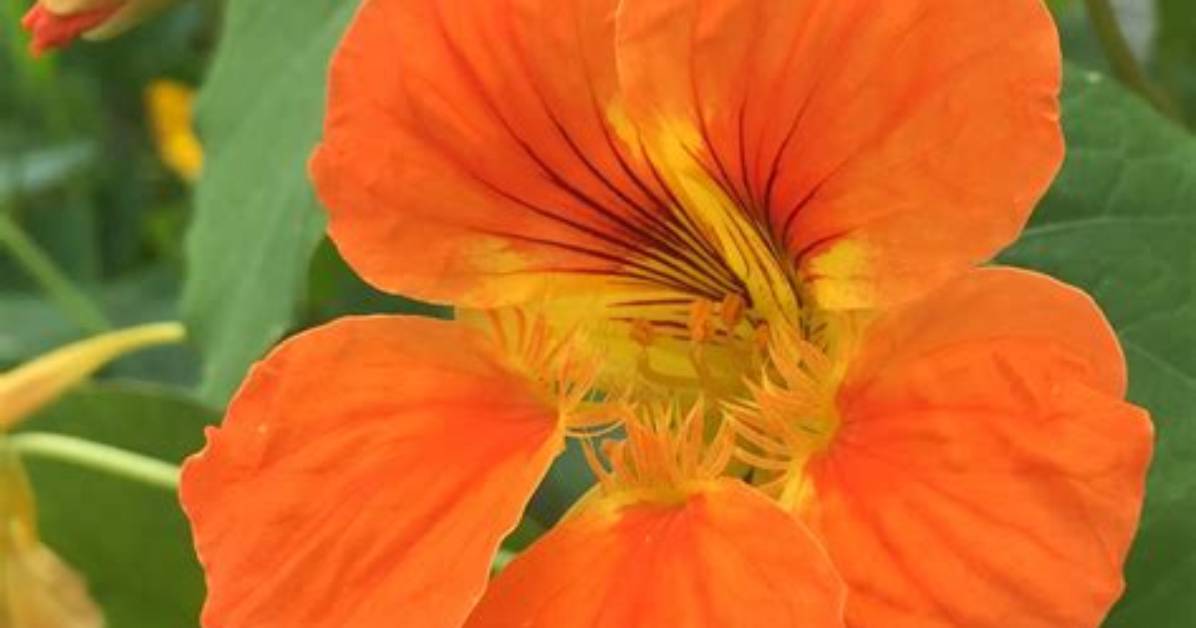 Are Orange Flowers Edible