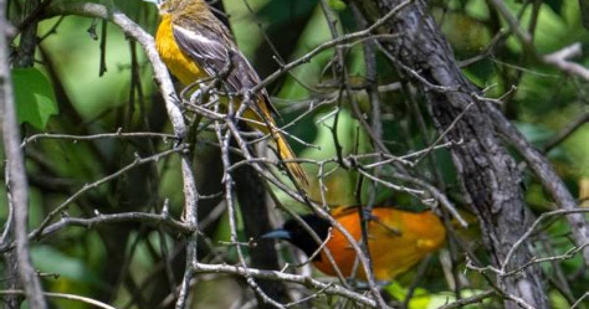Are Orioles Territorial