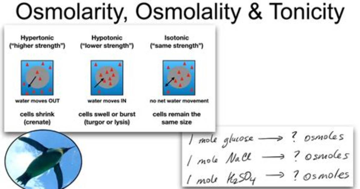 Are Osmolarity and Osmolality the Same?