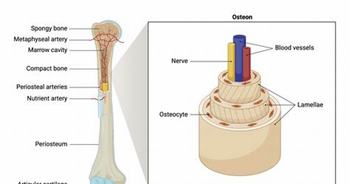 Are Osseous Tissue Bone?