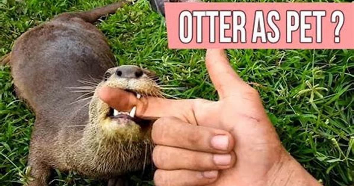Are Otters Suitable Pets?