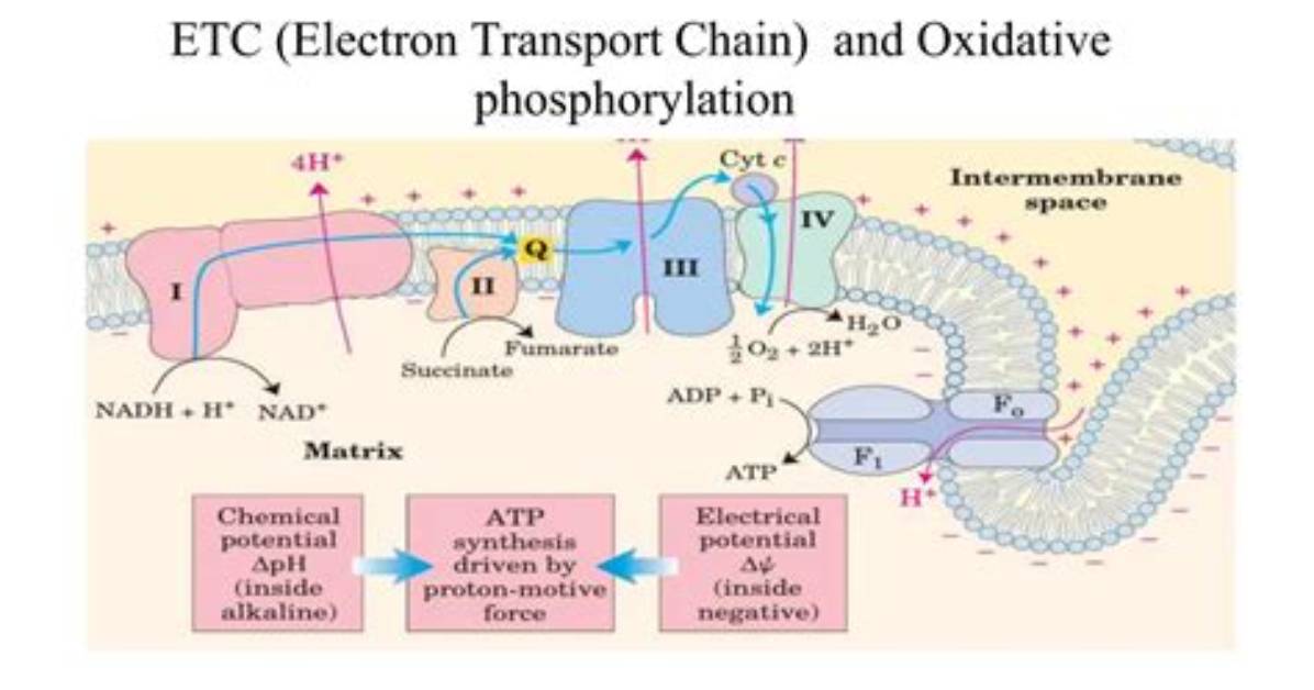 Are Oxidative Phosphorylation and Etc the Same?