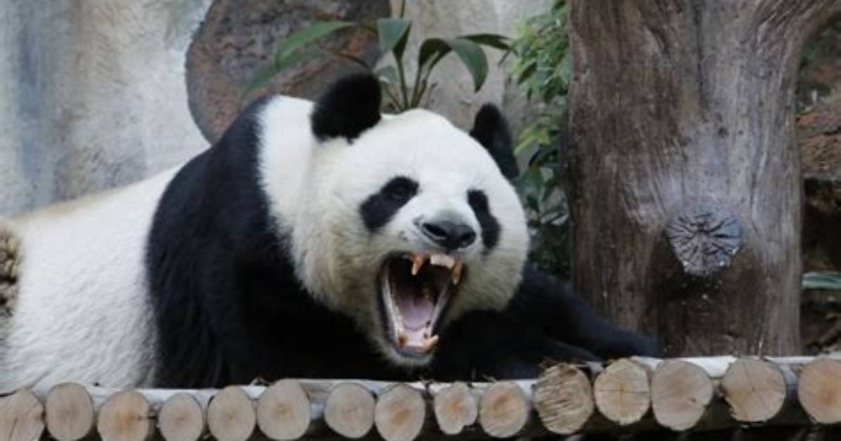 Are Panda Bears Dangerous?