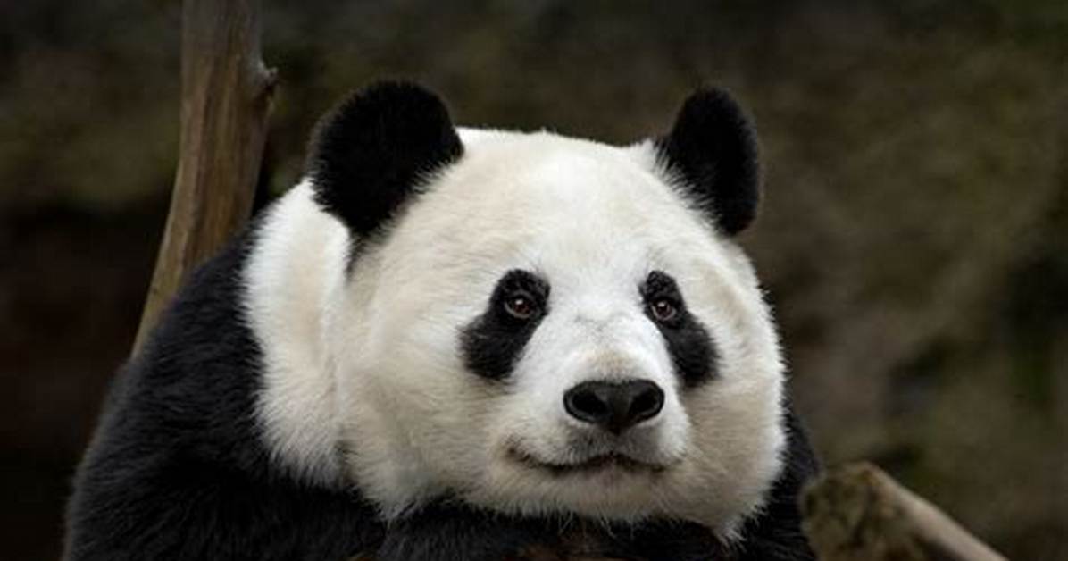 Are Pandas Considered Bears?
