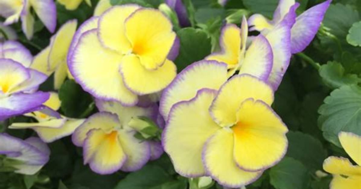 Are Pansy Full Sun?