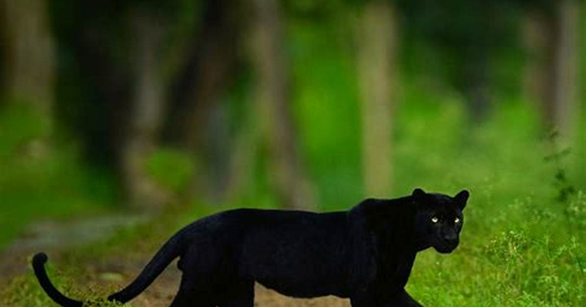 Are Panthers Real