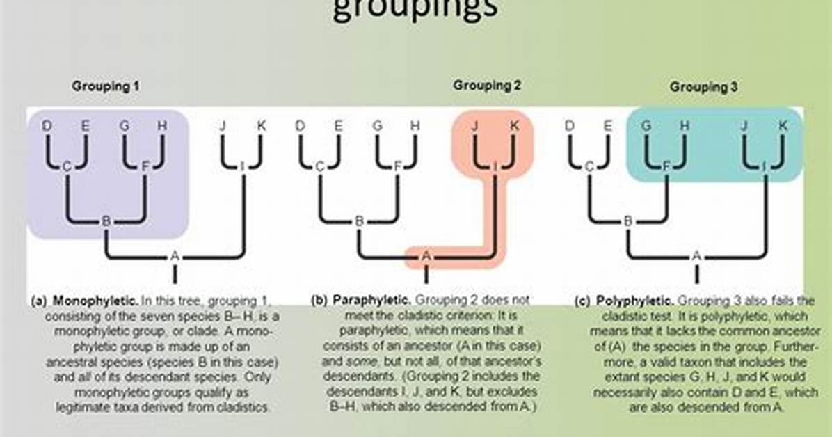 Are Paraphyletic Groups the Same as Clades?
