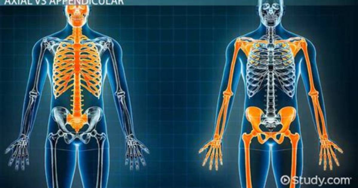 Are Parietal Bones Axial or Appendicular?