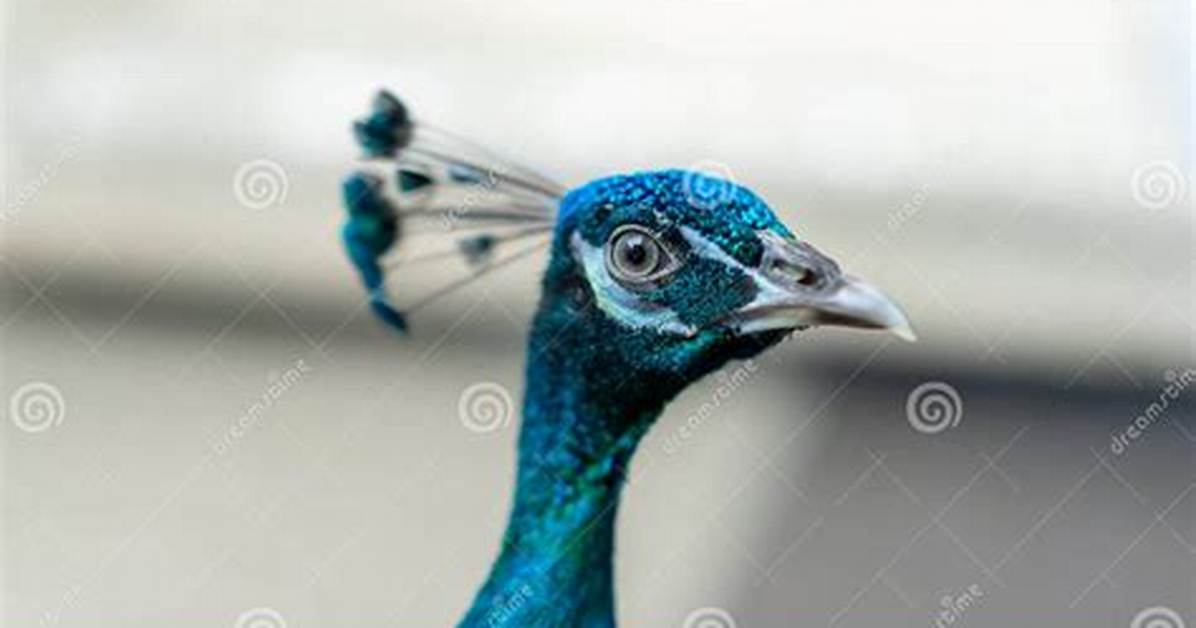 Are Peacocks Good Luck?