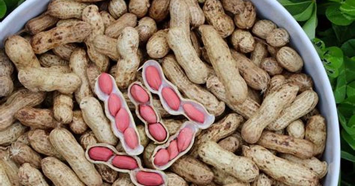 Are Peanuts a Seed
