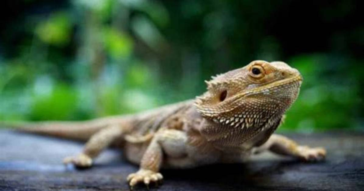 Are Pet Lizards Smart