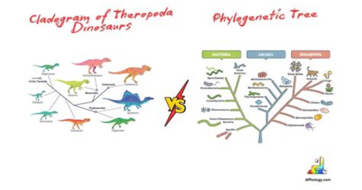 Are Phylogenetic Trees the Same as Cladograms?