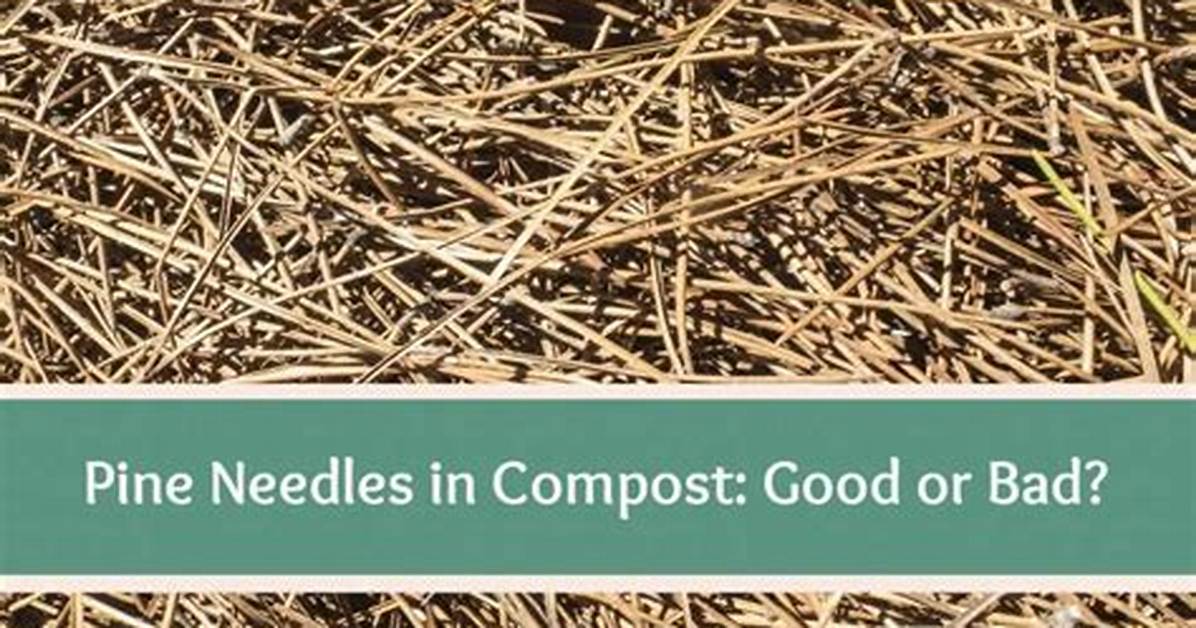 Are Pine Needles Good for a Vegetable Garden