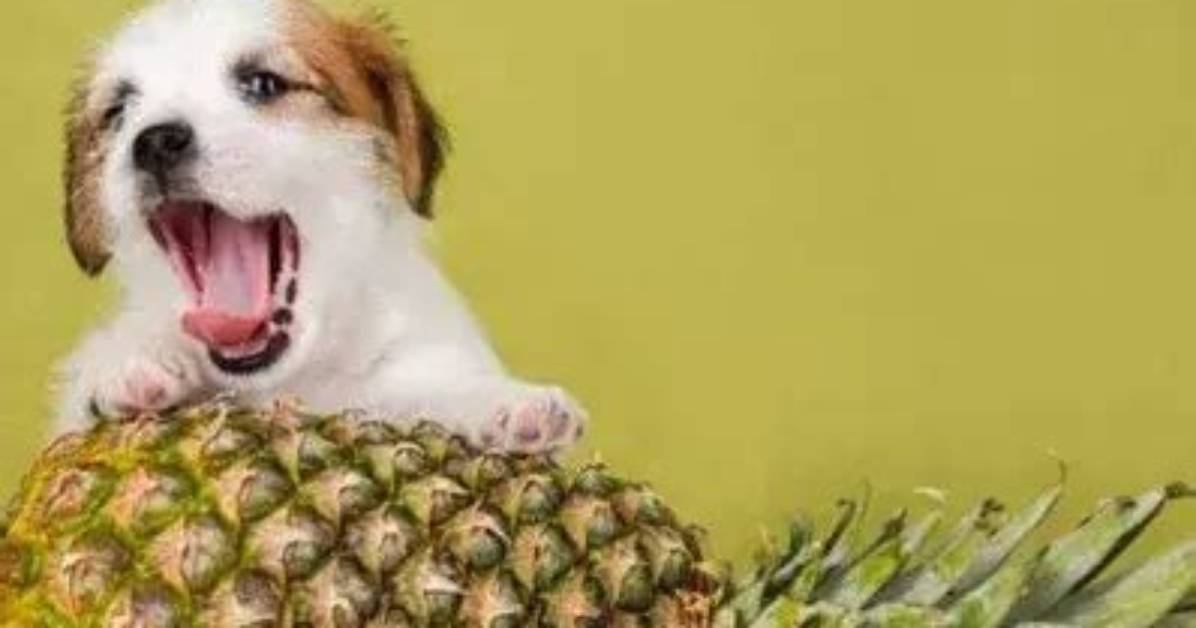 Are Pineapple Safe for Dogs?