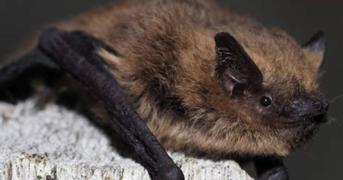 Are Pipistrelle Bats Protected?