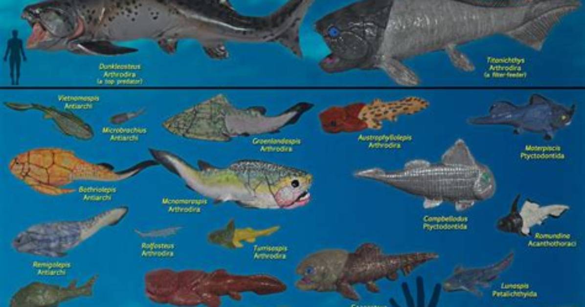 Are Placoderms Carnivores