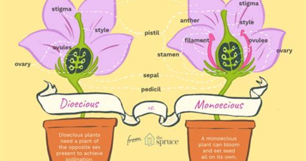 Are Planarians Monoecious or Dioecious?